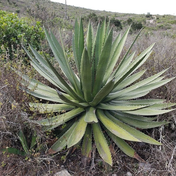 agave garciae mendozae