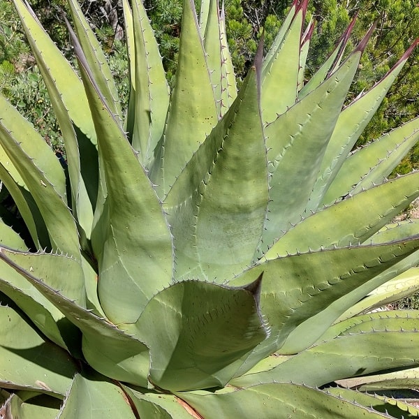 agave gentryi