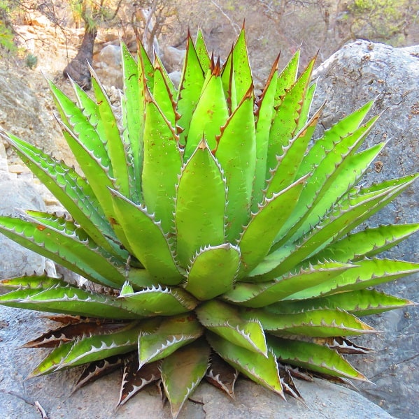 agave ghiesbreghtii