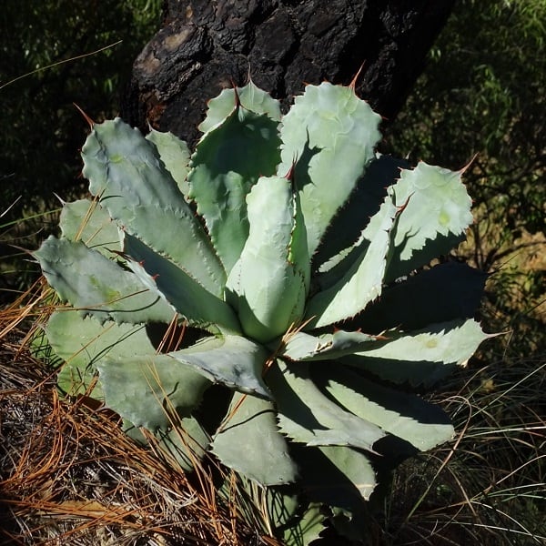 agave guadalajarana