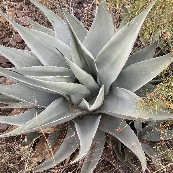 agave havardiana