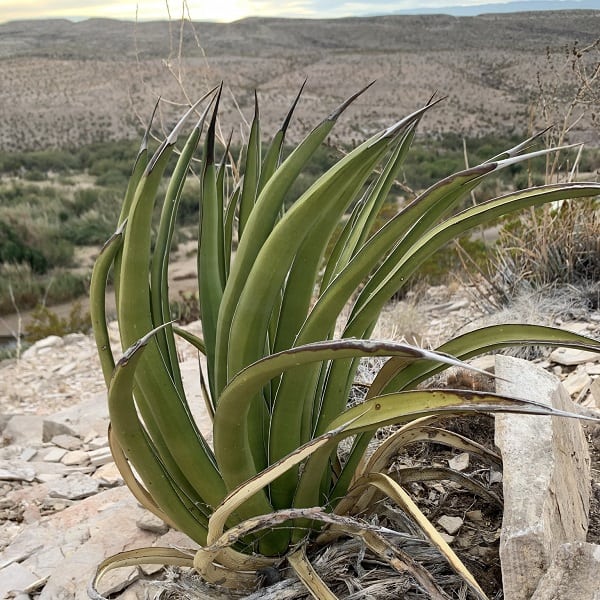 agave lechuguilla