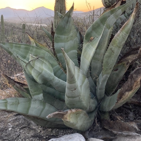 agave marmorata