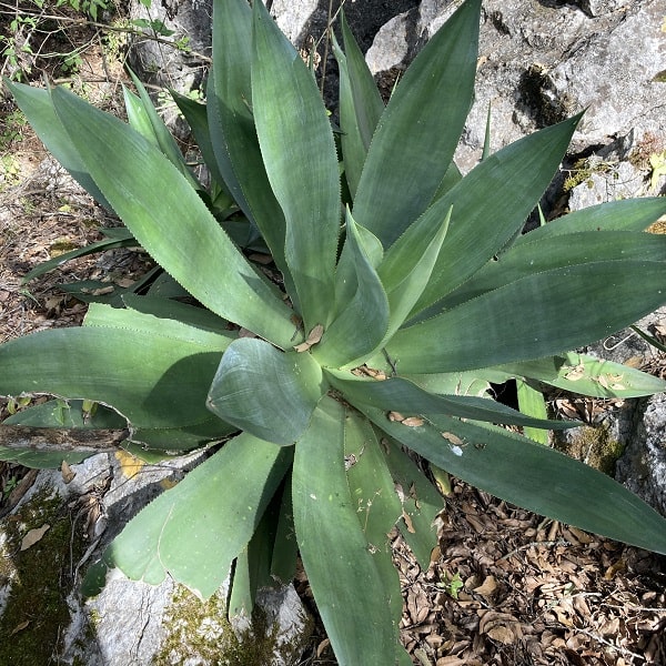 agave mitis