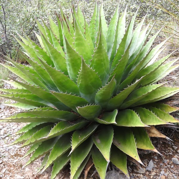 agave montana