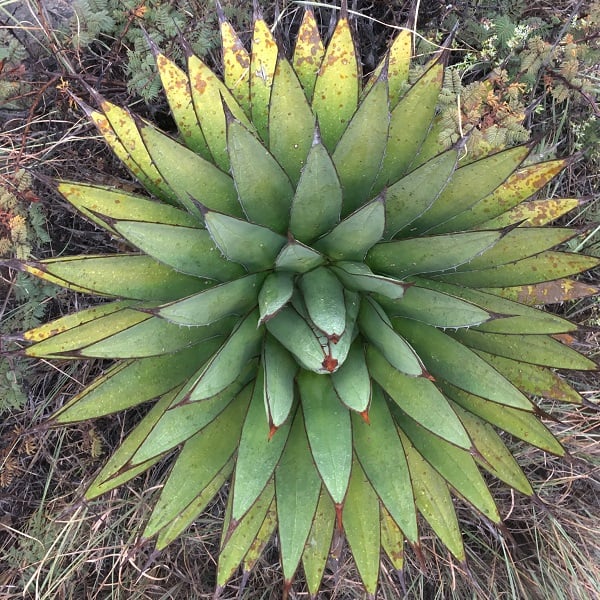 agave obscura