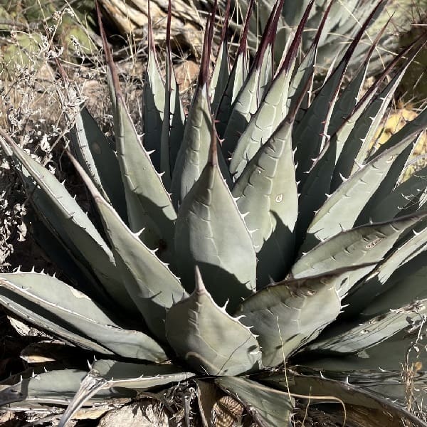 agave parryi