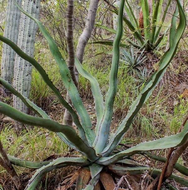 agave peacockii