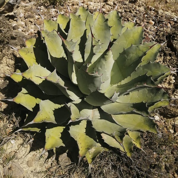 agave potatorum