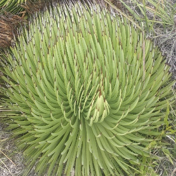 agave stricta