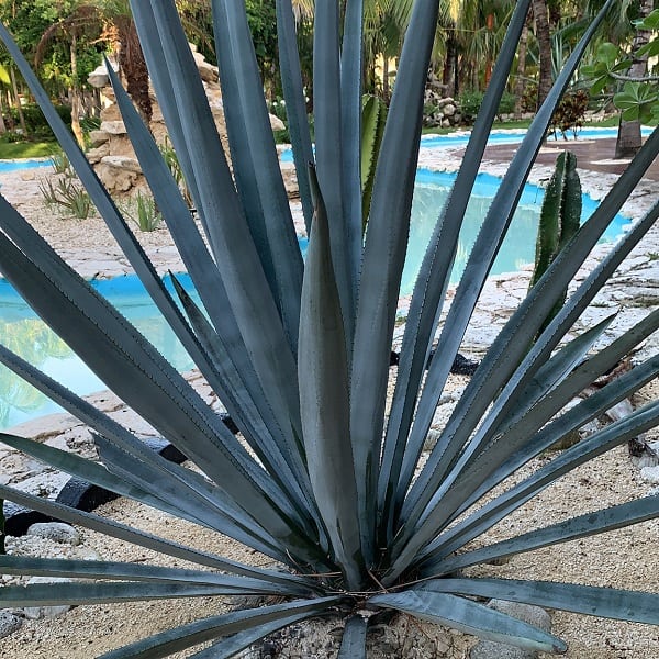 agave tequilana