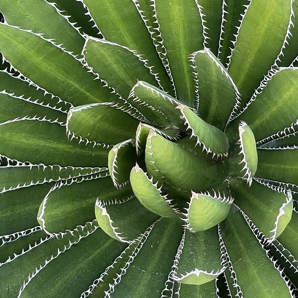 agave univittata