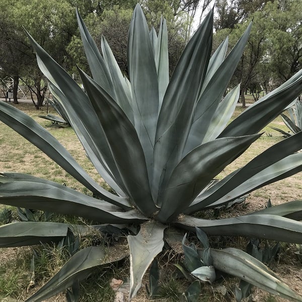 agave weberi