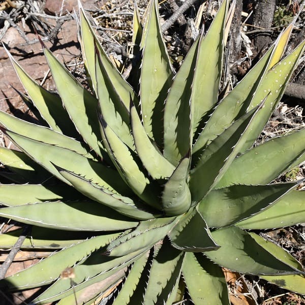 agave x glomeruliflora