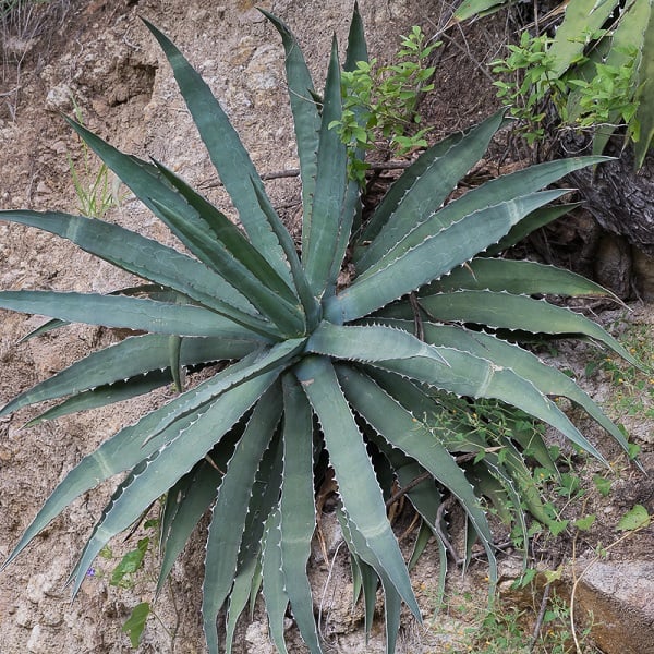 agave