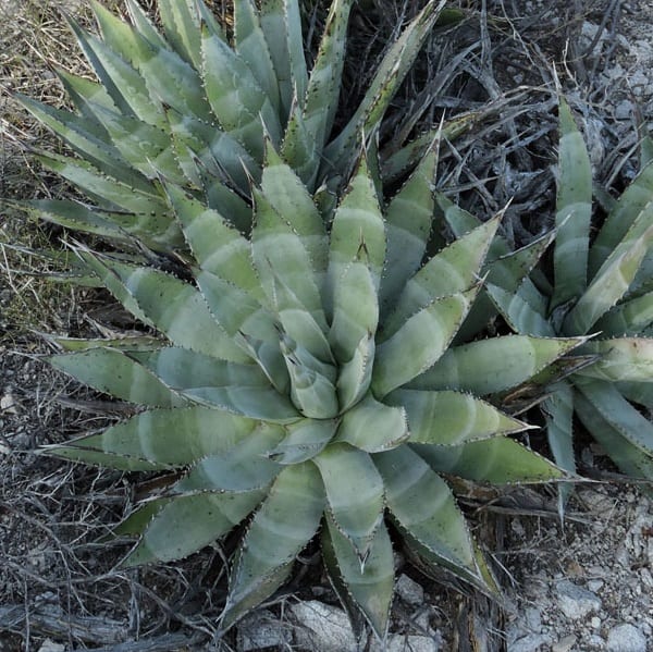 agave zebra