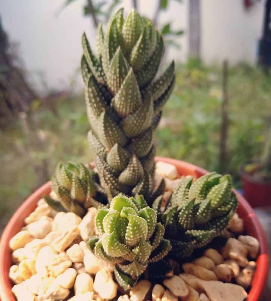 haworthia coarctata