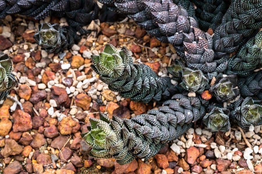 haworthia coarctata