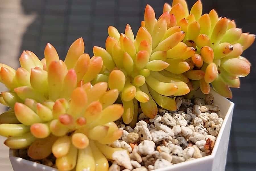 sedum corynephyllum