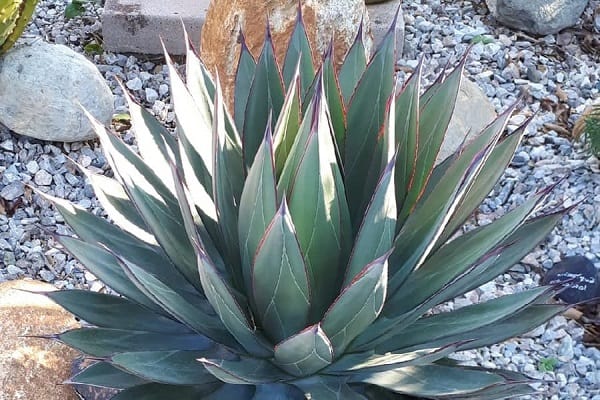 agave blue ember