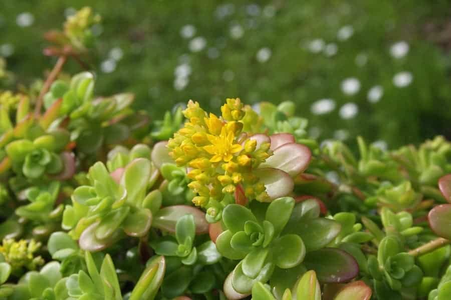 green sedum