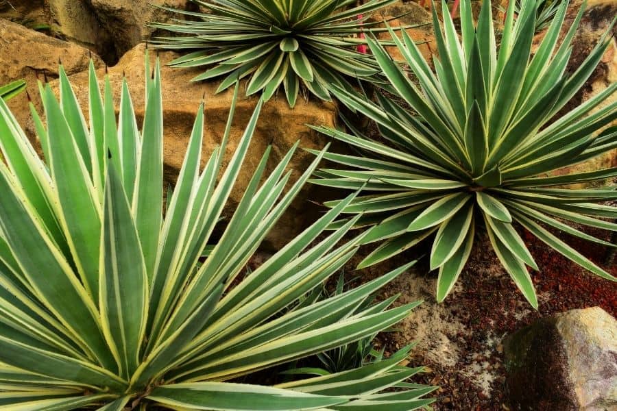 types of agave plants