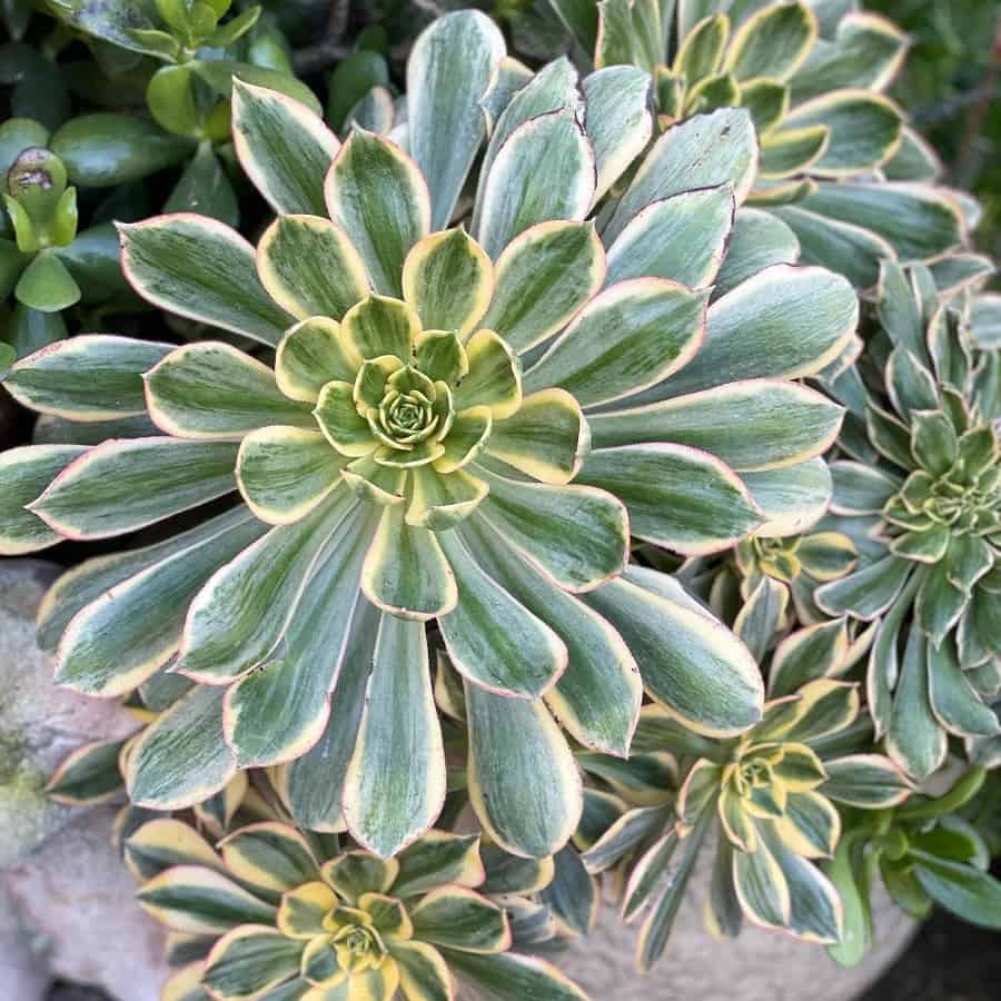 aeonium sunburst care