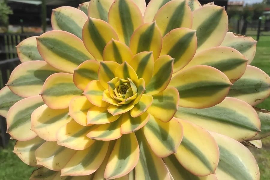 aeonium sunburst care