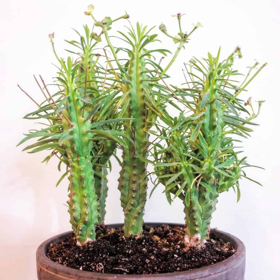 Euphorbia loricata