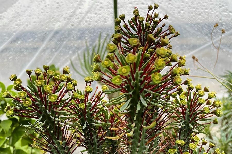 euphorbia loricata