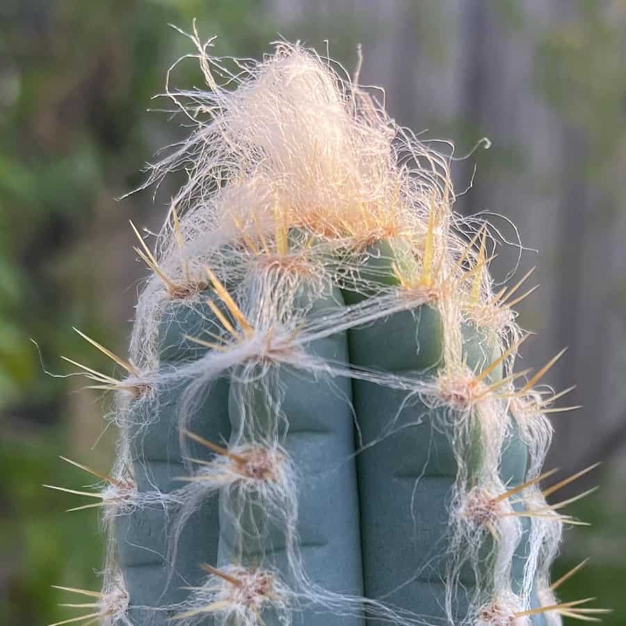 pilosocereus pachycladus care