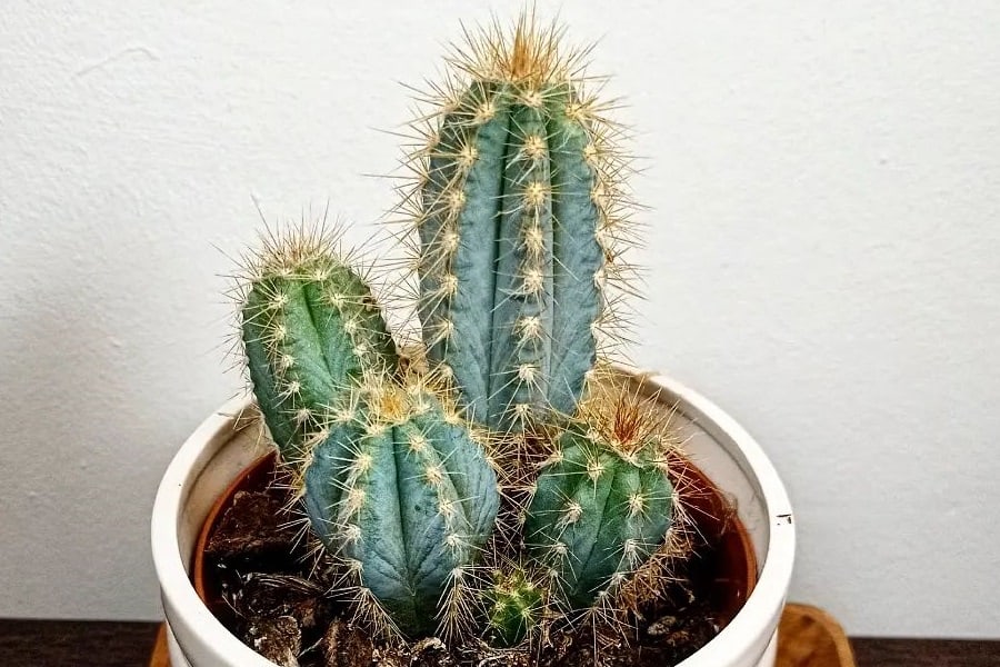 pilosocereus pachycladus care