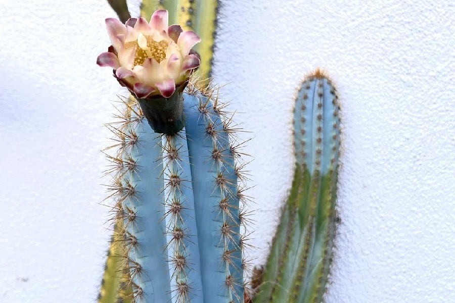 pilosocereus pachycladus care