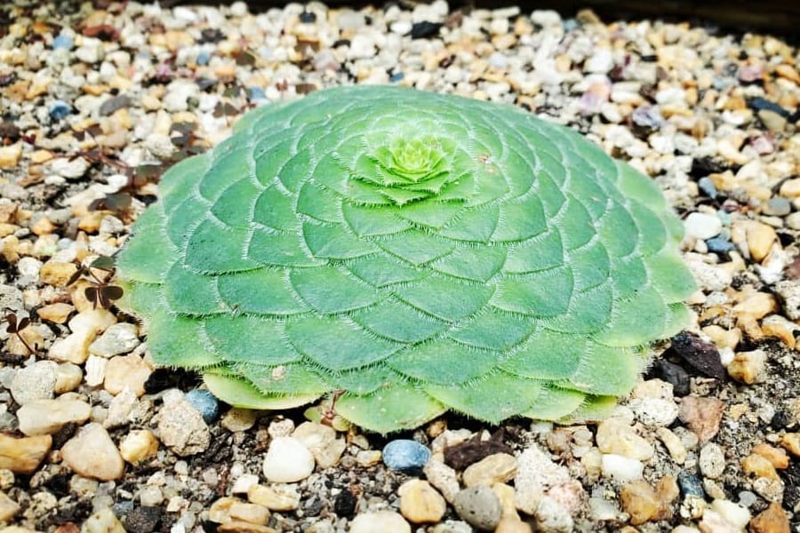 aeonium tabuliforme