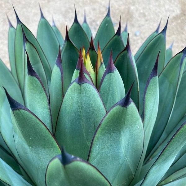 agave royal spine