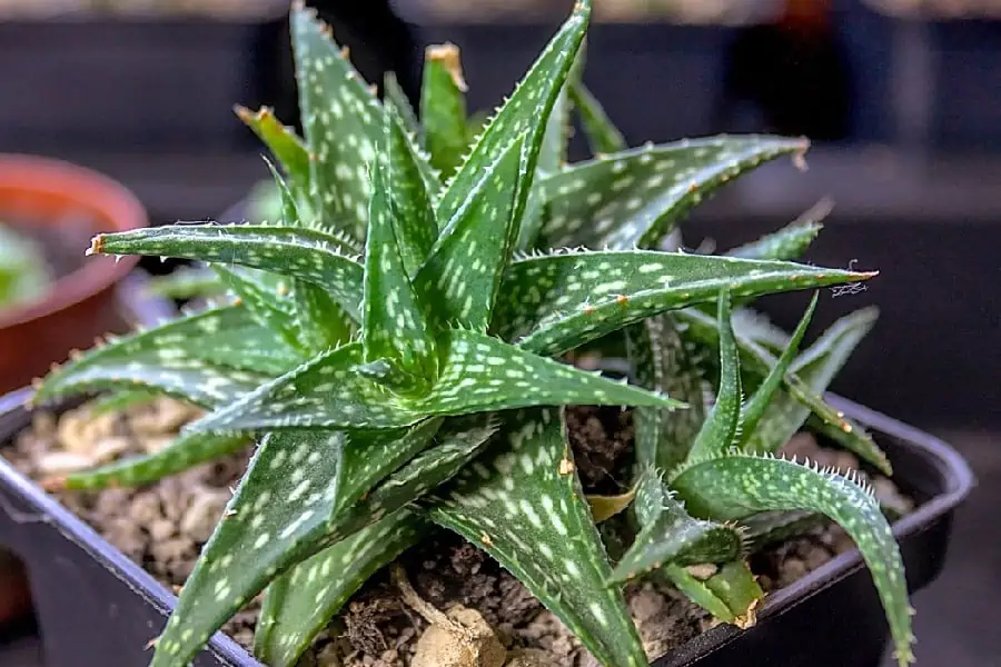 aloe descoingsii