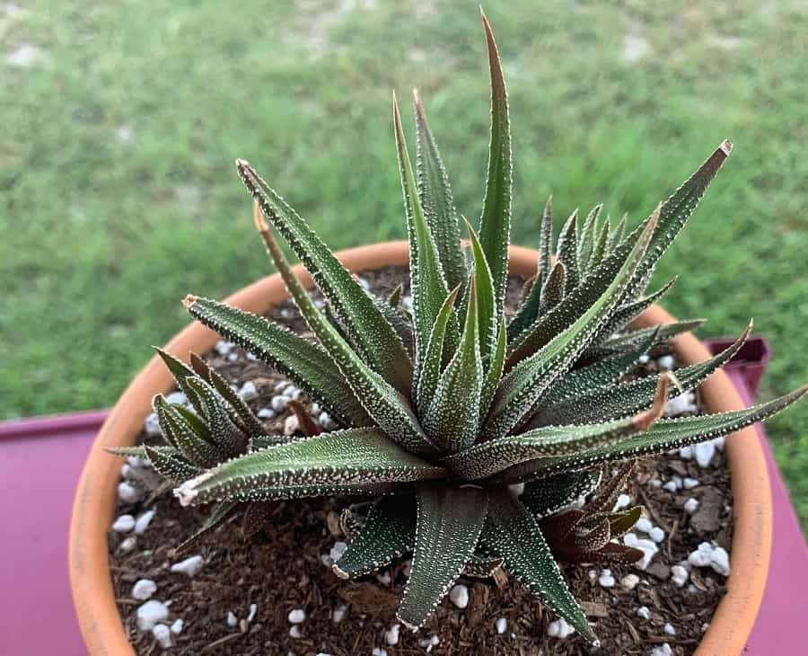 haworthia concolor