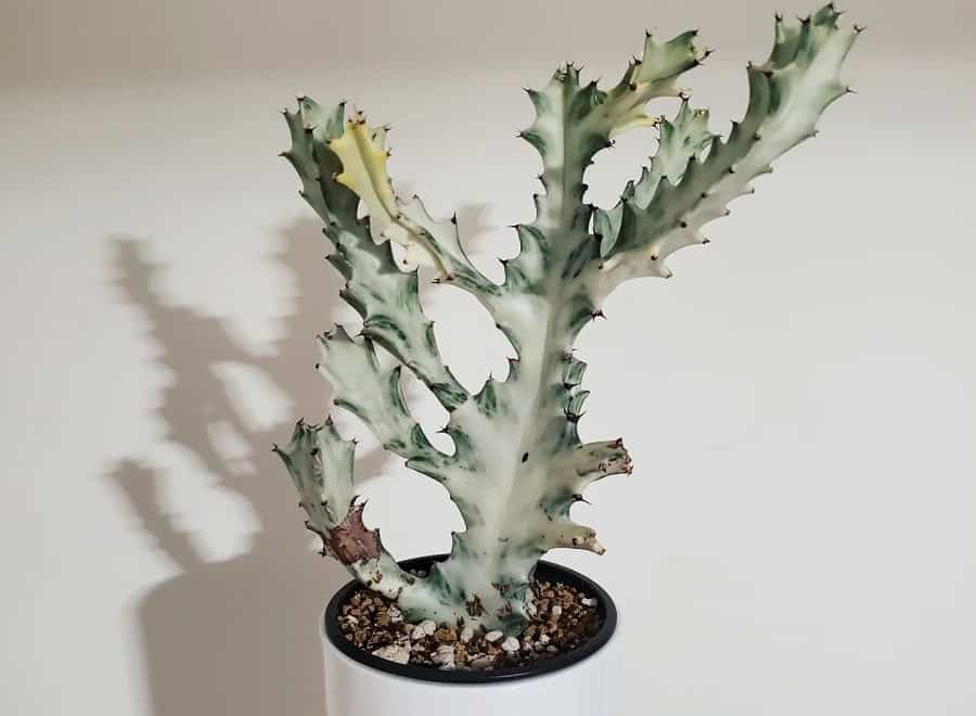 white ghost cactus