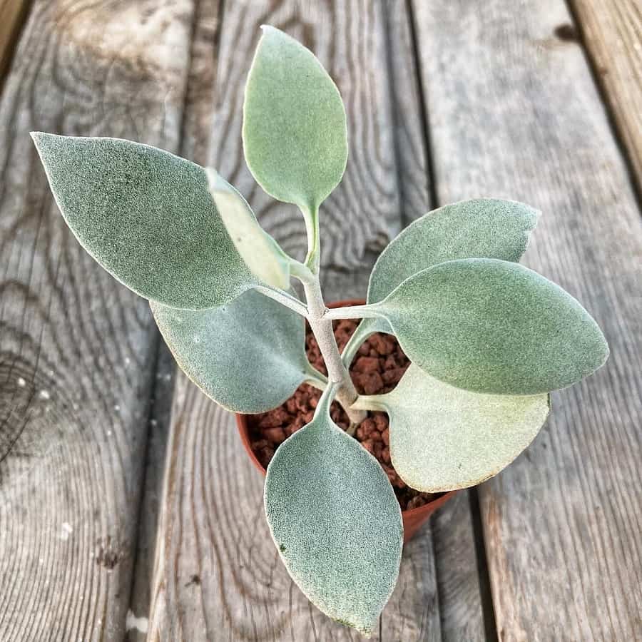 kalanchoe bracteata