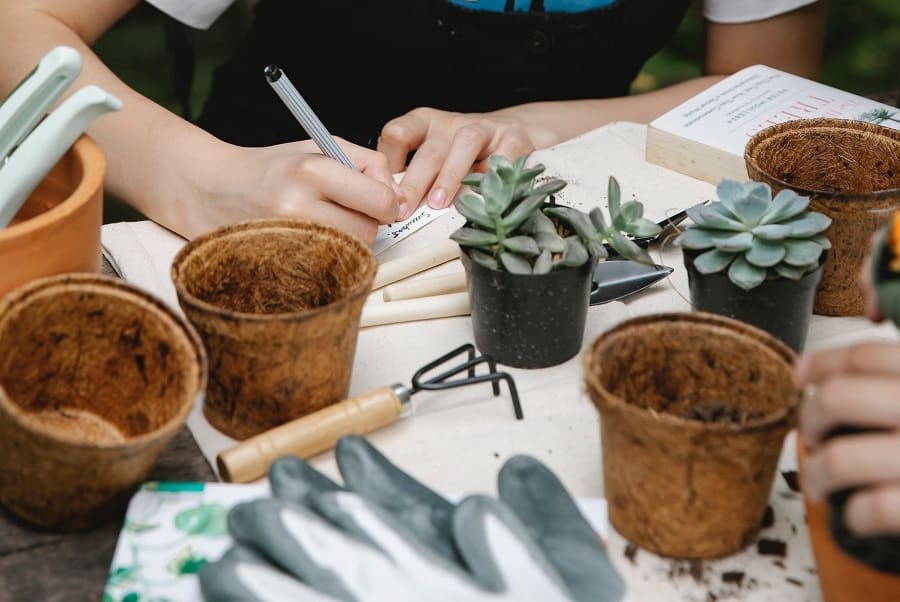 starting succulent garden for student