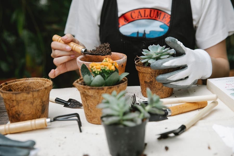 starting succulent garden