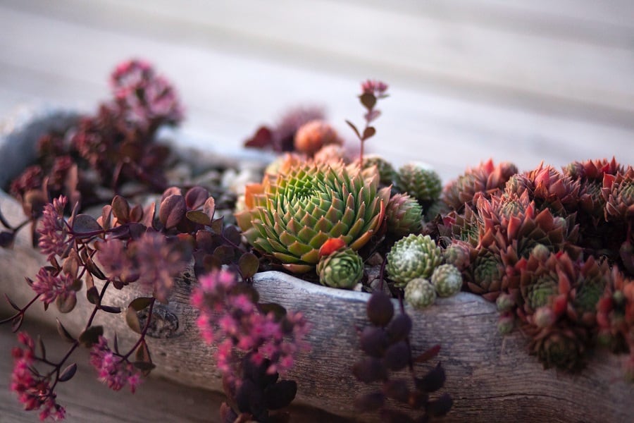 history of succulents