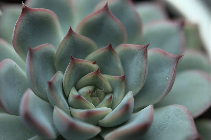 succulent plants history