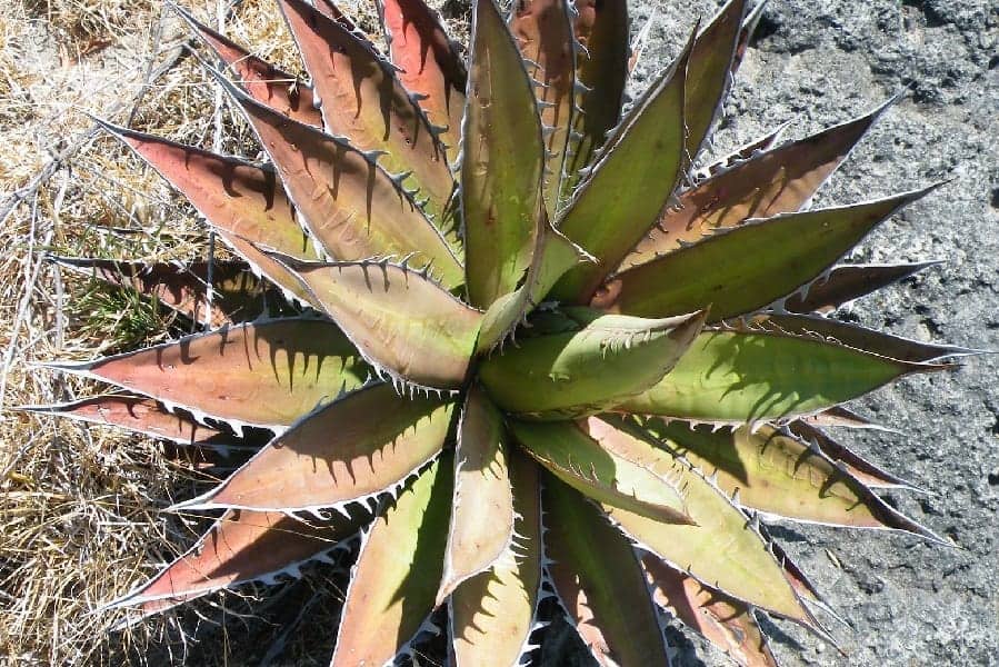 agave kerchovei