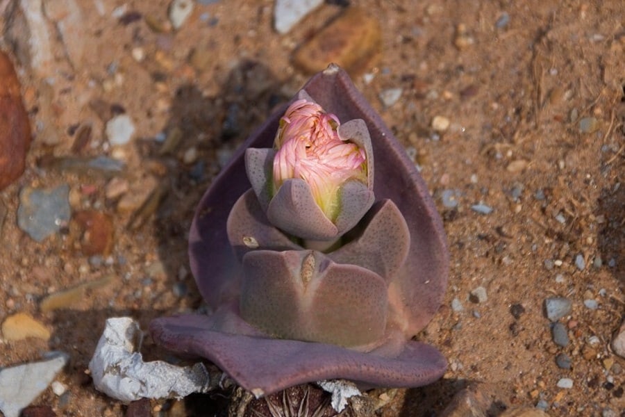 cheiridopsis peculiaris