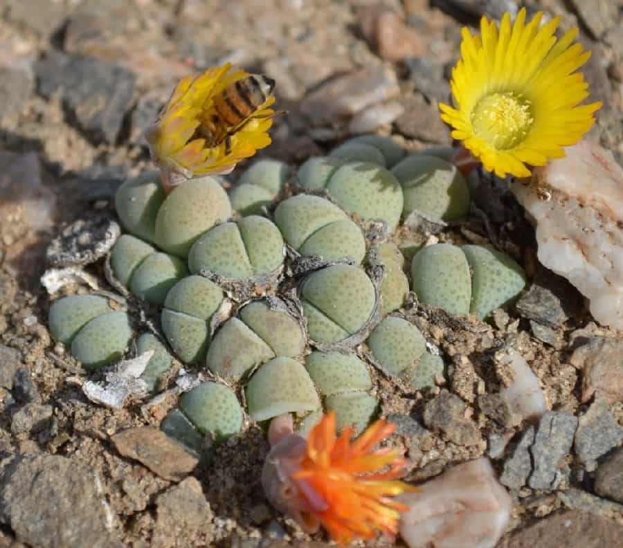 cheiridopsis verrucosa