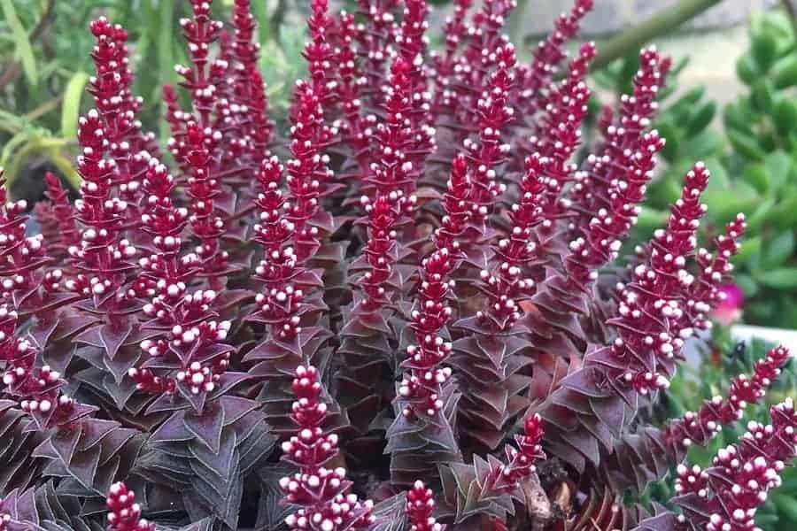 crassula alpestris