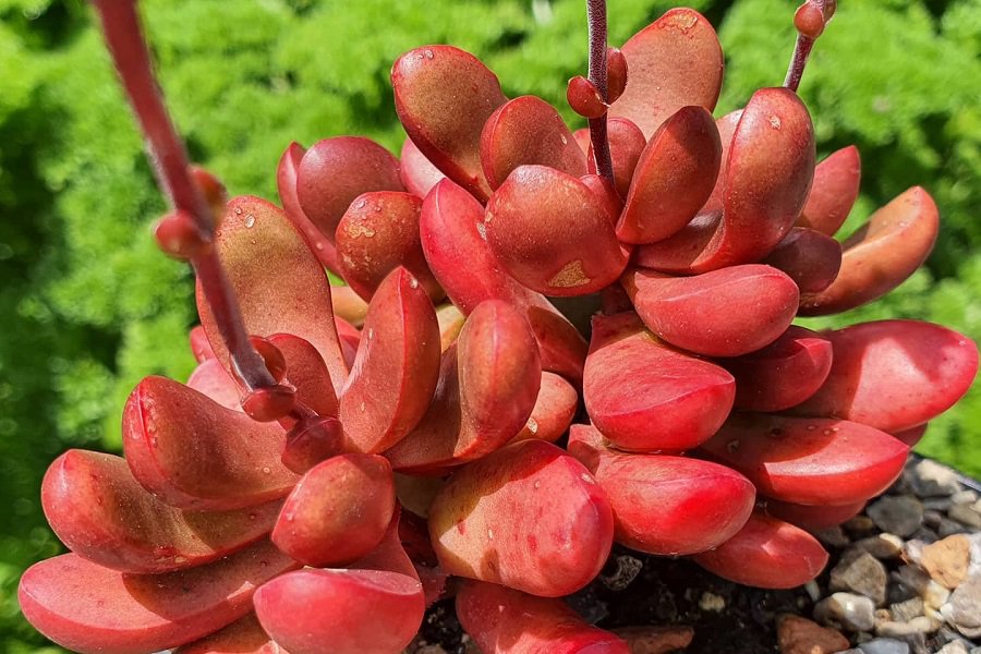 crassula clavata