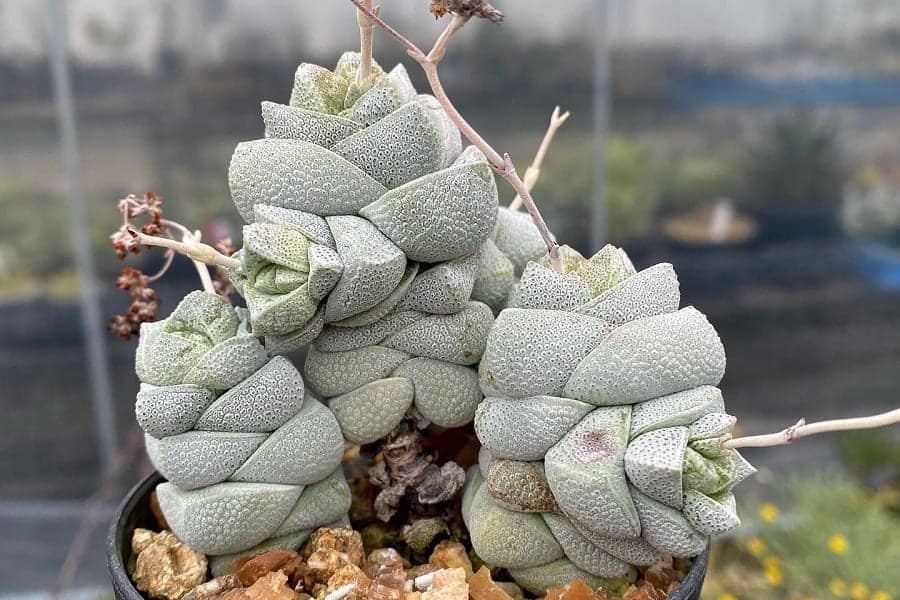 crassula deceptor