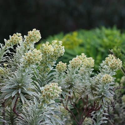 euphorbia silver swan